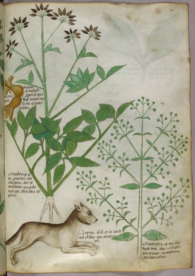Ilustración botánica de una planta y un lobo. de Unknown artist