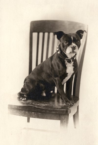 Boxeador sentado en una silla, c.1890 de Unknown artist