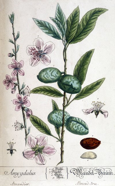 Rama, flor y fruto del almendro de Unknown artist