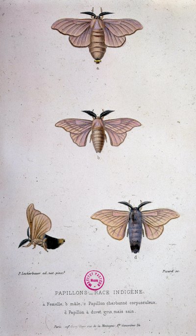 Mariposas: enfermedad del gusano de seda - Estudio de Pasteur de Unknown artist