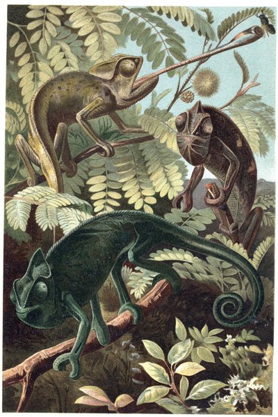 Camaleón - Camaleones o chamaeleons (familia Chamaeleonidae) - grabado de 