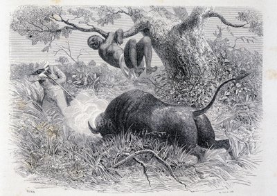 El capitán Speke cazando búfalos - en "Tour du Monde" de Unknown artist