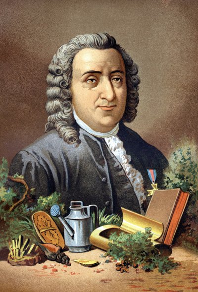 Carl Von Linné naturalista y escritor sueco (1707 - 1778) después de "La Ciencia y sus Hombres" por Louis Figuier. Barcelona 1881 de Unknown artist