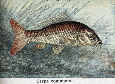 Carpa Comunal Grabado de 1898 de Unknown artist