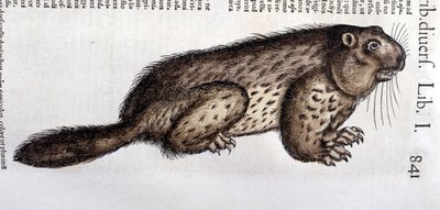 Castor - en “Historia Animalium” de Conrad Gesner, Tiguri de Unknown artist
