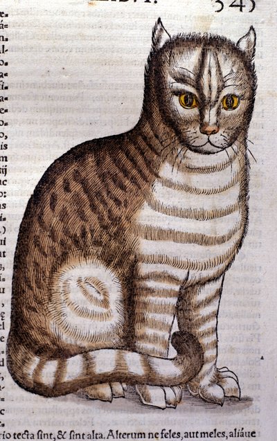 Gato según Historia Animalium de Conrad Gesner, Tiguri 1560. Biblioteca Nacional Braidense. Milán de Unknown artist