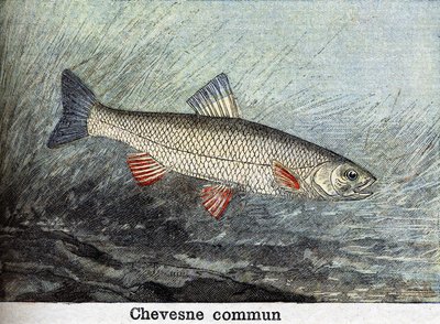 Grabado de Chevense común de 1898 de Unknown artist