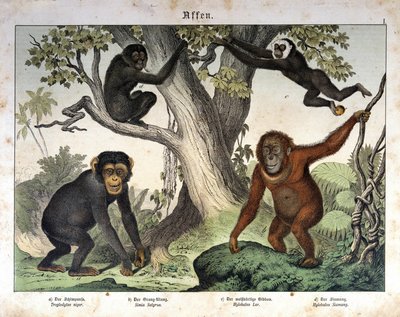 Monos chimpancés, orangutanes... - en “Historia natural de los mamíferos”, ed. Schreiber, Múnich de Unknown artist