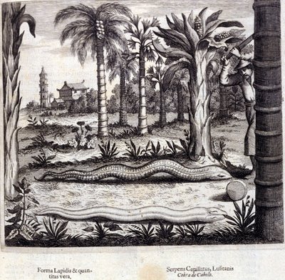 Cobra y serpiente venenosa de la India. “De China Monumenta” de Athanasius Kircher (1601 - 1680), jesuita, orientalista y erudito alemán, Ámsterdam 1667. de Unknown artist
