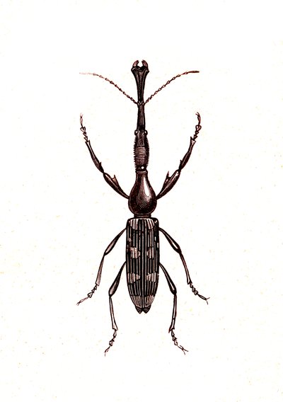 Coleópteros: Brenthus Temminchii de Unknown artist
