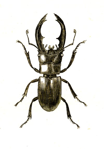 Coleópteros: Hexarthrius Buqueti o Lucanus de Unknown artist