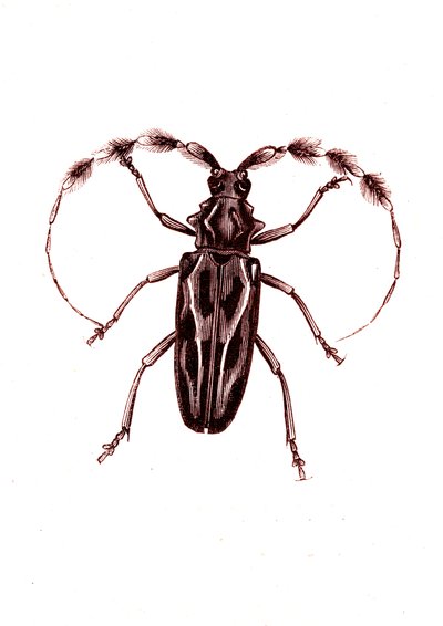 Coleópteros: Lophocerus barbatus de Unknown artist