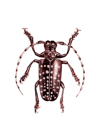 Coleópteros: Ophoptera Tollii de Unknown artist