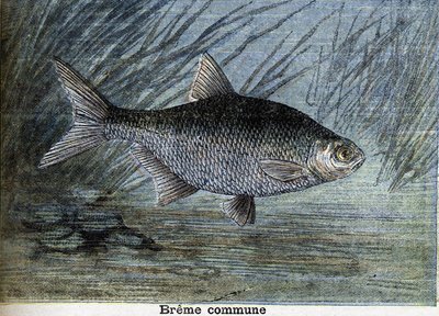 Brema común. Grabado de 1897 de Unknown artist