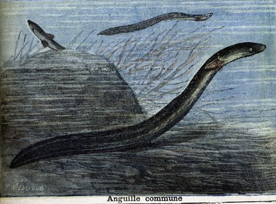 Anguila común. Grabado de 1897 de Unknown artist