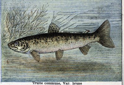 Trucha común. Grabado de 1897 de Unknown artist