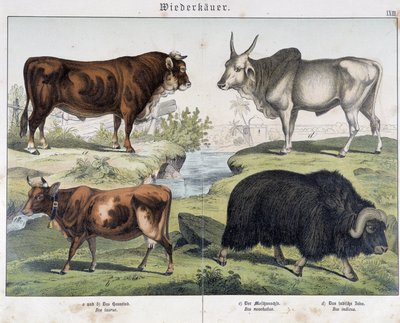 Vaca, buey, yak - en "Natural History of Mammals", ed. Schreiber de Unknown artist