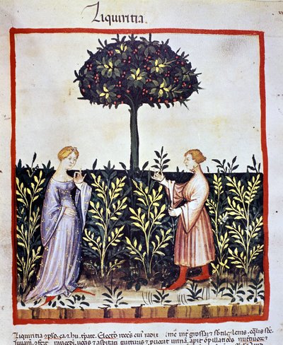 Cultivo de planta medicinal: cosecha de regaliz (madera o raíz). Iluminación del "Tacuinum sanitatis" de Unknown artist