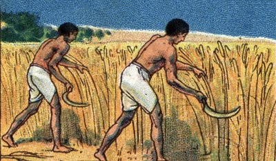 La vida cotidiana en el antiguo Egipto: campesinos cosechando la bles, principios del siglo XX (cromo) de Unknown Artist