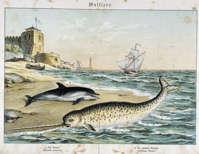 Delfín y narval (o narhwal), un cetáceo - en "Natural Stories of Mammals", ed. Schreiber de Unknown artist