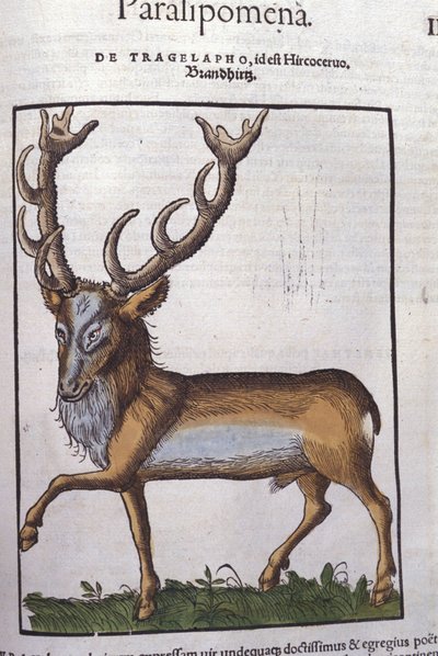 Ciervo después de Historiae animalium por Konrad Gesner, Tiguri de Unknown artist
