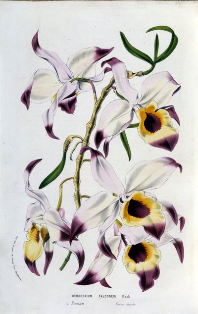 Dendrobium falconeri: familia de orquídeas de Unknown artist