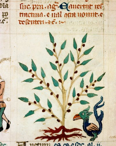 Descripción de un árbol y animal fantástico. Miniatura tomada de un manuscrito provenzal de tipo “Dis des philosophes” (MS Palat. 586) Siglo XIV, Biblioteca Nacional, Florencia de Unknown artist
