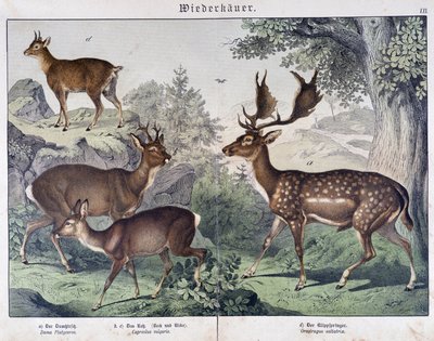 Diche, sueco - en "Natural histories of mammals", ed. Schreiber de Unknown artist