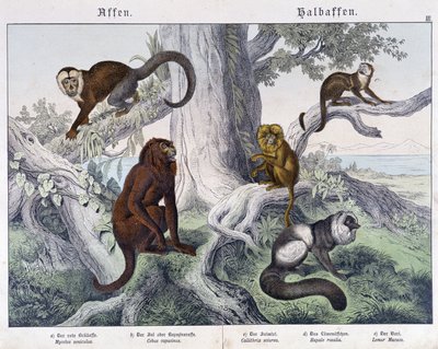 Diferentes razas de monos - en "Natural histories of mammals", ed. Schreiber de Unknown artist