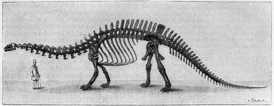Esqueleto de Dinosaurio: "Brontosaurus excelsus", marzo. Jurásico superior de las Montañas Rocosas. Reproducción del dibujo comunicado por Mr. March a Albert Gaudry del Instituto. Grabado en "La Nature: revue des sciences et de leurs aplicaciones aux arts" de Unknown artist