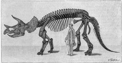 Esqueleto de dinosaurio: “Triceratops prorsus”, marzo. Cretácico superior de las Montañas Rocosas. Reproducción del dibujo comunicado por el Sr. March a Albert Gaudry del Instituto. Grabado en “La Nature: revue des sciences et de leurs aplicaciones aux art de Unknown artist