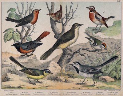 Diverses illustration of birds "History" natural birds". ed. Hoepli, Milán de Unknown Artist
