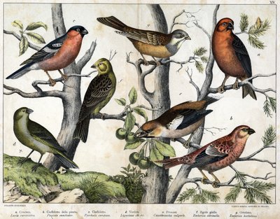 Diverses illustration of birds "History" natural birds". ed. Hoepli, Milán de Unknown Artist