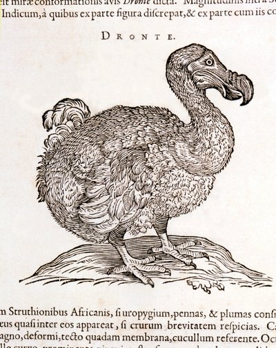 Dodo o Dronte. Ave desaparecida - en “De Indiae utriusque re naturali et medica” de Gulielmi Pisonis, Ámsterdam de Unknown artist