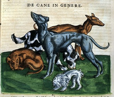 Perros según la Historia Animalium de Conrad Gesner, Tiguri 1560. Biblioteca nacional Braidense. Milán de Unknown artist