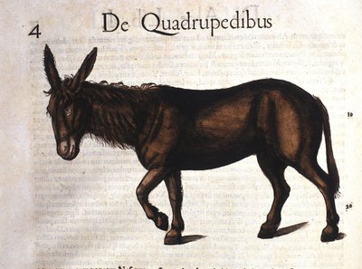 Burro de Historia Animalium por Conrad Gesner, Tiguri 1560 de Unknown artist
