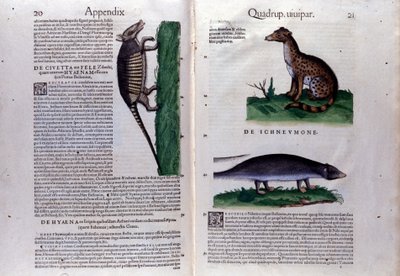 Doble página de Historia Animalium por Conrad Gesner, Tiguri de Unknown artist