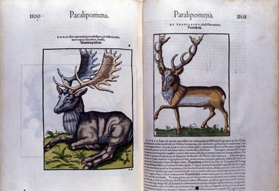 Doble página de ciervos en Historia Animalium por Conrad Gesner (1516 - 1565), Tiguri de Unknown artist