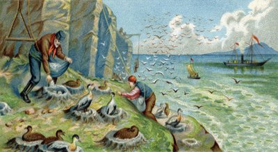 Producción de plumón en Nueva Zembla, Rusia: hombres encargados de recolectar huevos y plumas deben escalar las rocas para alcanzar los nidos. Cromolitografía del siglo XIX de Unknown artist