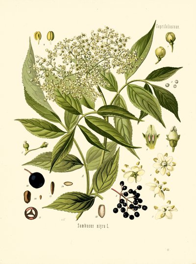 Elder Bore Tree (litografía en color) de Unknown artist