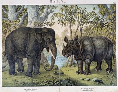 Elefante y rinoceronte - en "Natural histories of mammals", ed. Schreiber, Múnich de Unknown artist