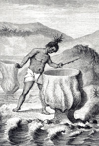 Grabado que representa una variedad de esponja llamada Cáliz de Neptuno (Thalassema Neptune) de Unknown artist