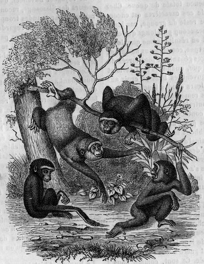 Grabado que representa a los gibones Hoolock de la India. de Unknown artist