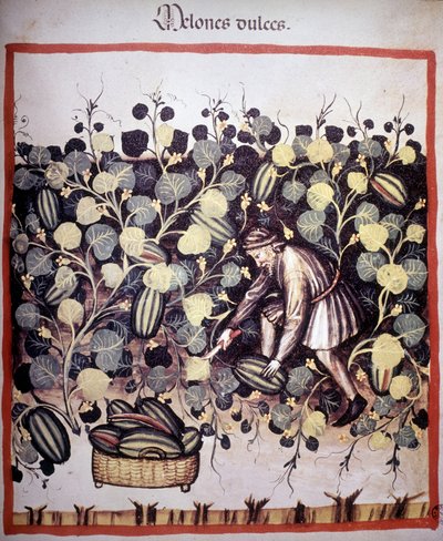 Grabado que representa la recolección de melones de "Tacuinum Sanitatis". B.N, Viena. de Unknown artist