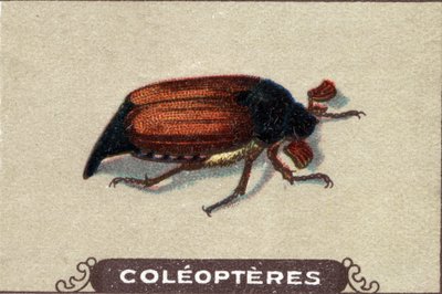 Entomología: representación de un mosquetón, serie de insectos, principios del siglo XX (cromo) de Unknown Artist
