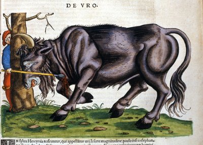 Bisonte europeo (Bos primigenius primigenius) cuya raza se extinguió en el siglo XVII en “Historia Animalium” de Konrad Gesner. de Unknown artist