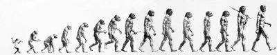 Evolución: Comparaciones de morfologías desde el mono hasta el hombre actual (diferentes homínidos). Grabado de finales del siglo XIX. de Unknown artist