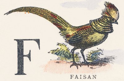 F: faisán de Unknown artist