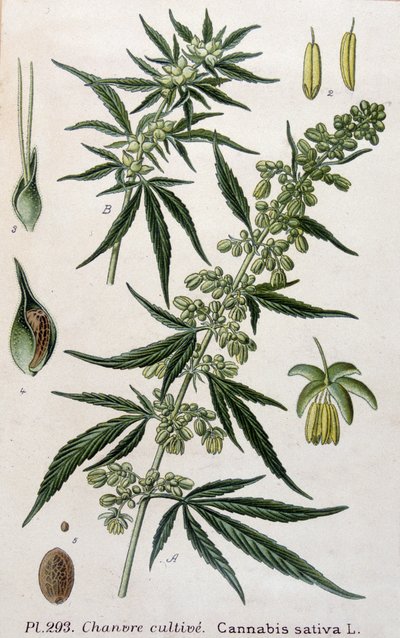 Planta de cannabis femenina. Grabado del siglo XIX de Unknown artist