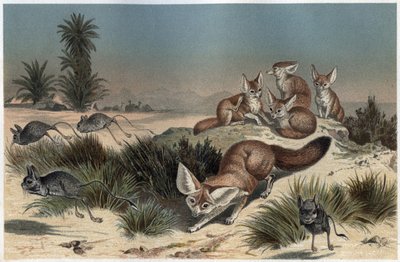 Fennec o zorro del desierto del Sahara - Zorro del desierto (Vulpes zerda) - grabado de “La vida de los animales” de Alfred Edmund Brehm (1829-1884) de Unknown artist